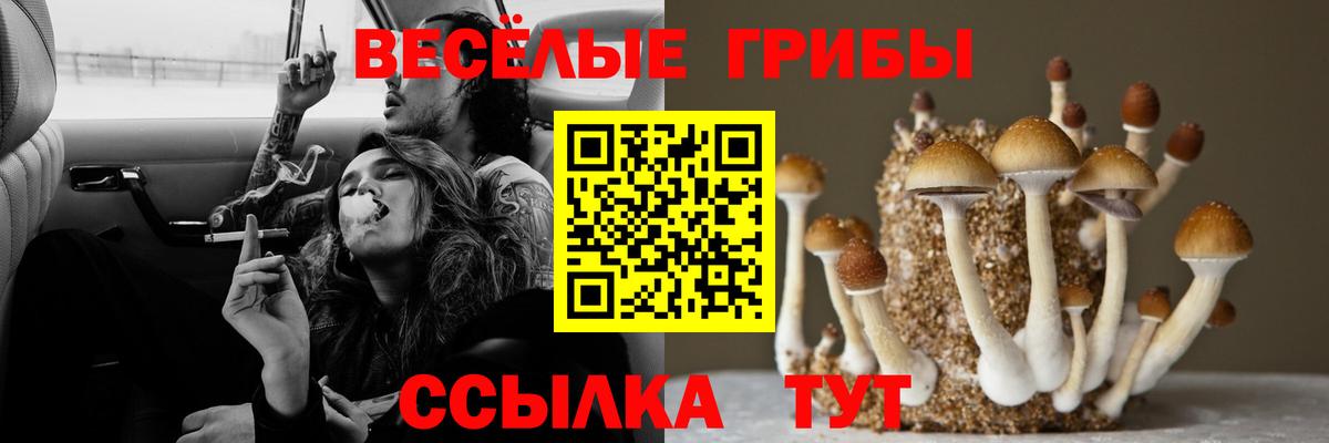 Пенза  Галлюциногенные грибы Psilocybine cubensis  Псилоцибиновые грибы прущие грибы  Вход с VPN 